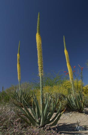 Plants_02