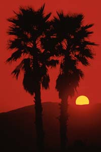 Palms and Sunrise